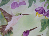 Marcia - Hummingbirds